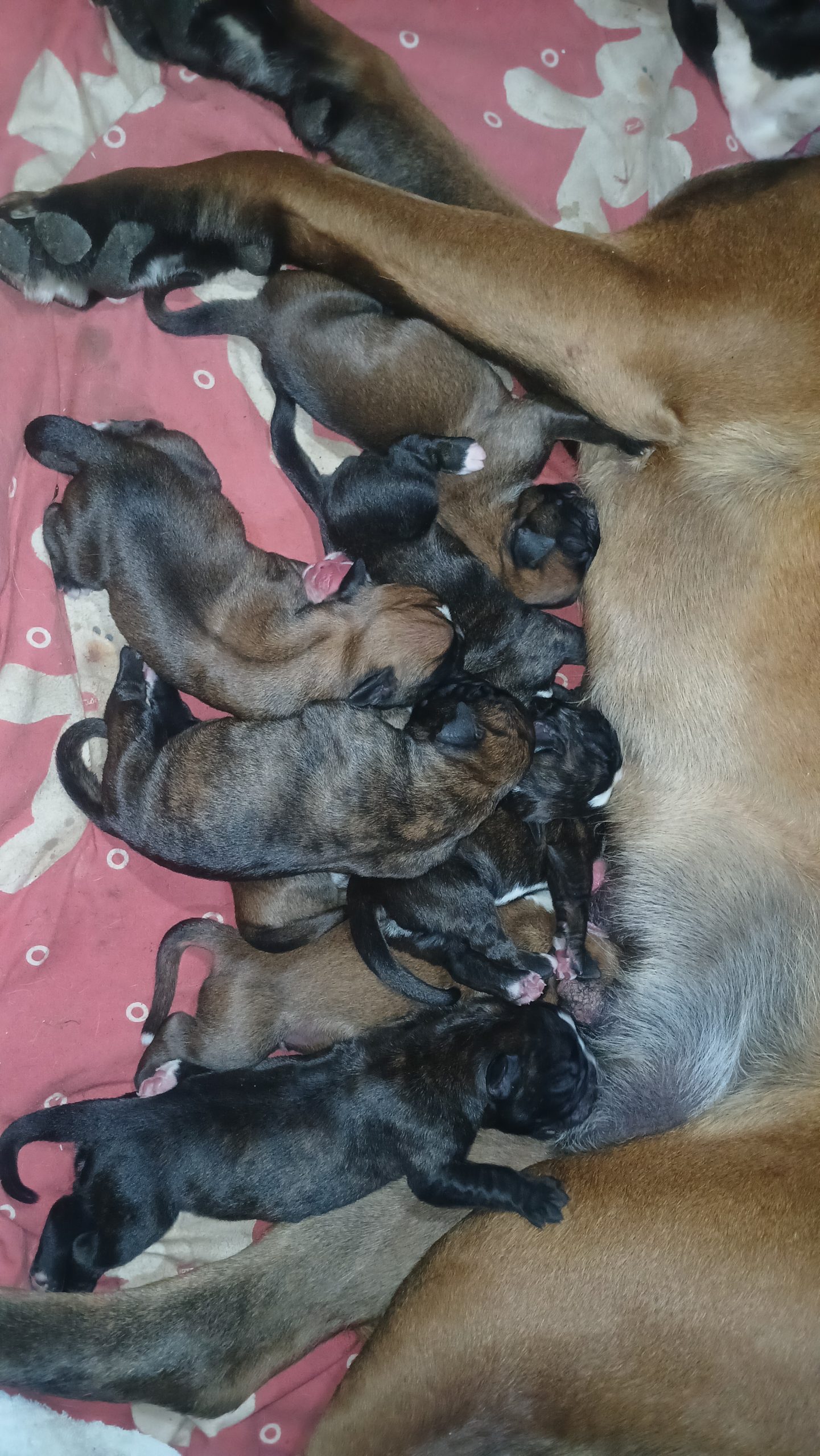 Cuccioli Boxer