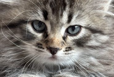 Siberiano gattino ipoallergenico