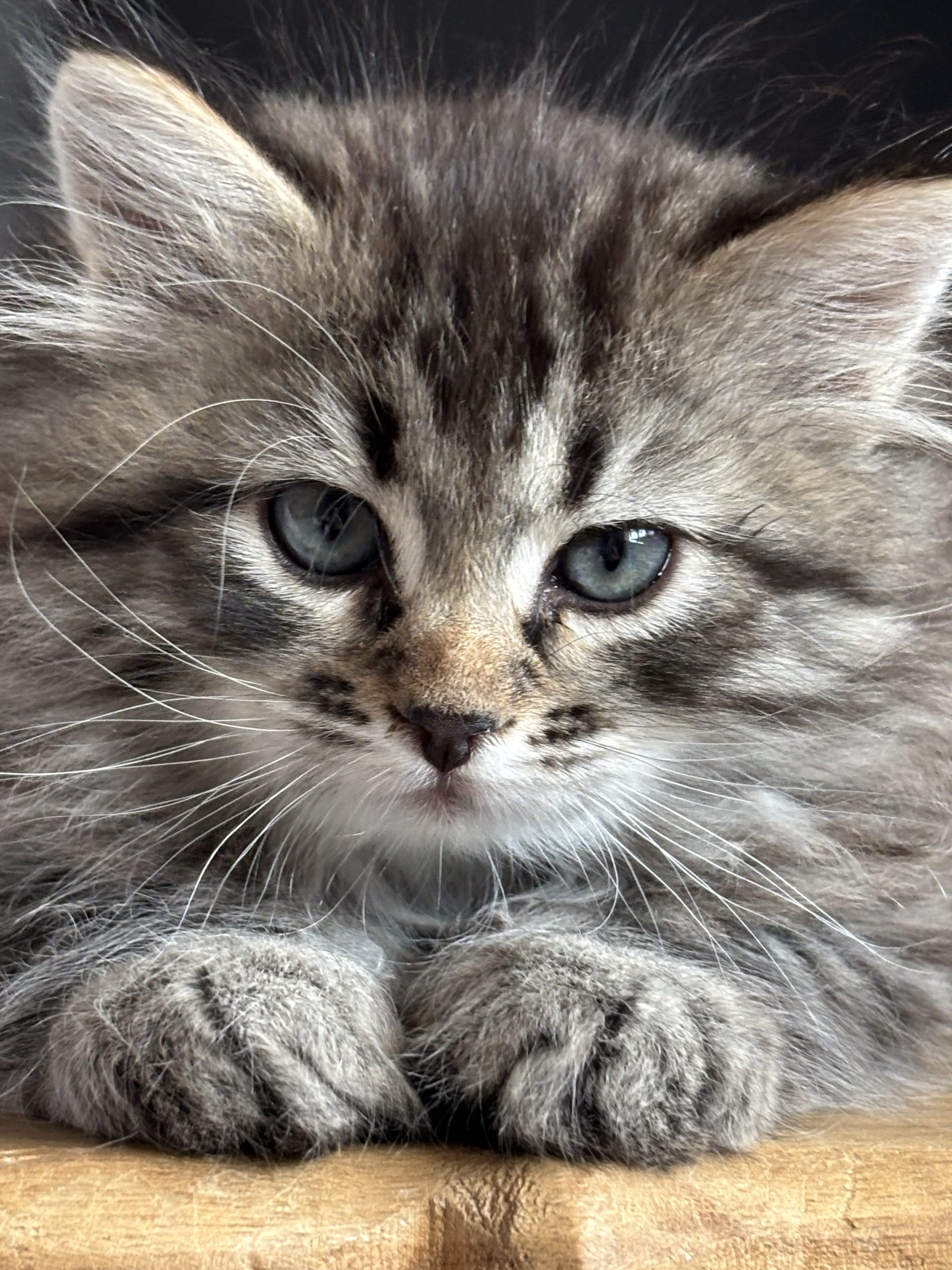 Siberiano gattino ipoallergenico