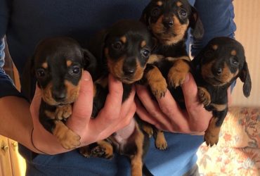 Cuccioli di Bassotto (Teckel) adorabili: cani di piccola taglia, grandi cuori!