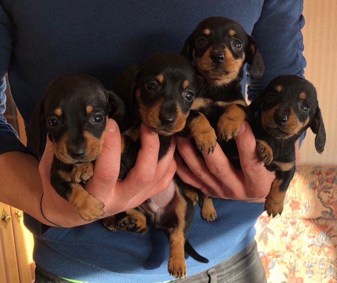 Cuccioli di Bassotto (Teckel) adorabili: cani di piccola taglia, grandi cuori!