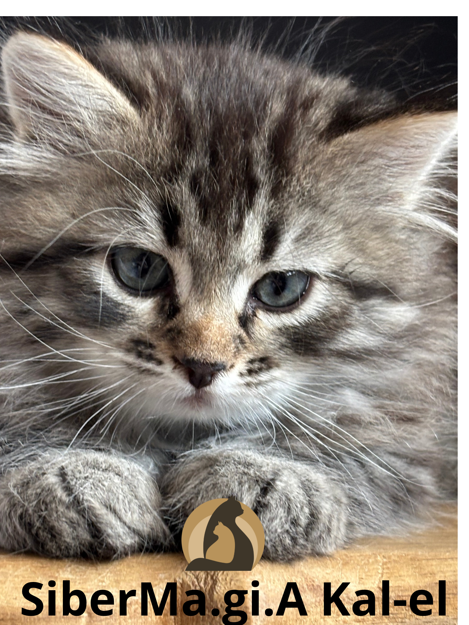 Siberiano gattino ipoallergenico