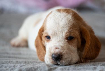 cuccioli di bassethound