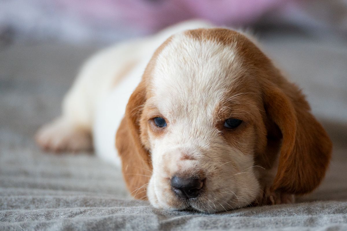 cuccioli di bassethound