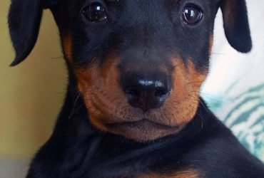 dOBERMANN CUCCIOLI