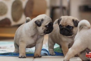 Cuccioli di carlino dal naso corto addestrati a casa