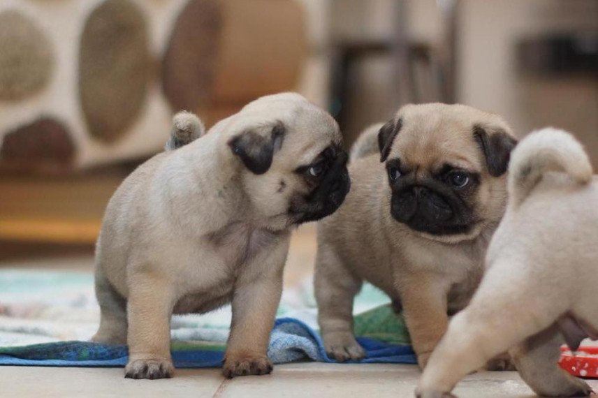 Cuccioli di carlino dal naso corto addestrati a casa