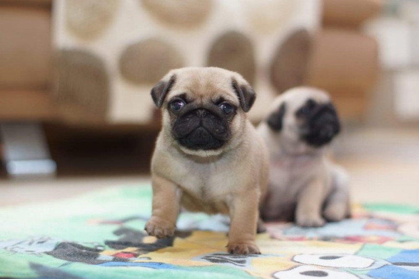 Cuccioli di carlino dal naso corto addestrati a casa