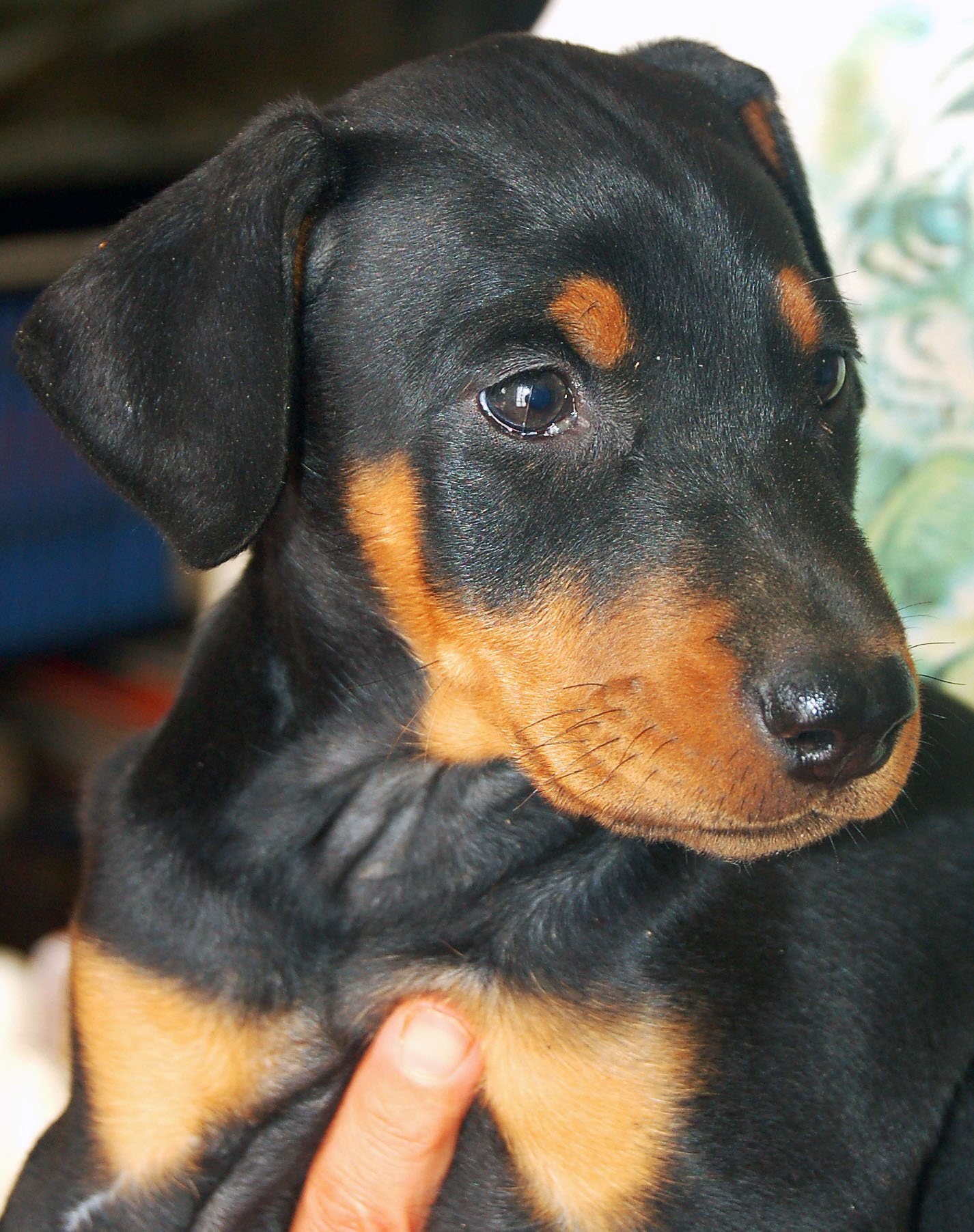 dOBERMANN CUCCIOLI