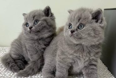 955 / 5,000 Gattini British Shorthair grigi pronti da subito