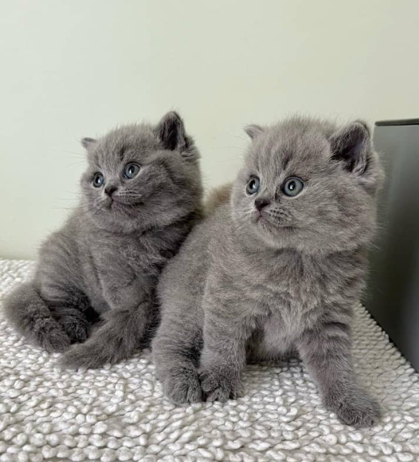 955 / 5,000 Gattini British Shorthair grigi pronti da subito