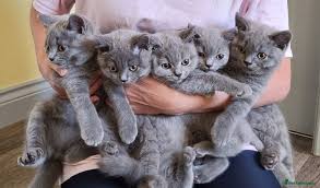 955 / 5,000 Gattini British Shorthair grigi pronti da subito