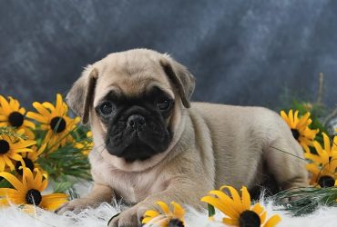 Cuccioli di Carlino fulvi e affascinanti