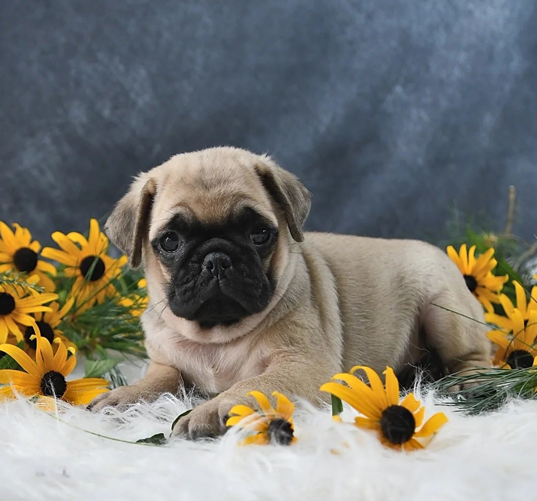 Cuccioli di Carlino fulvi e affascinanti