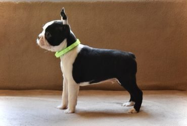 Boston terrier puppies