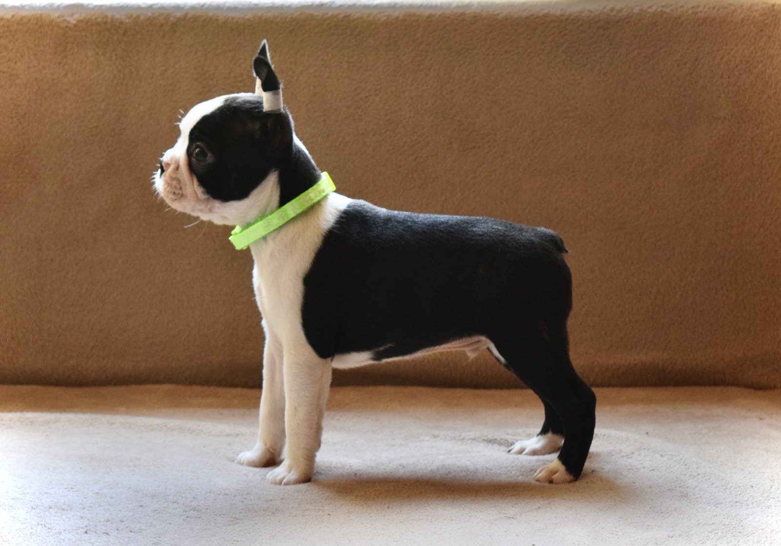 Boston terrier puppies