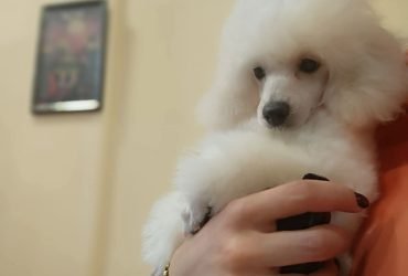Top poodle puppies