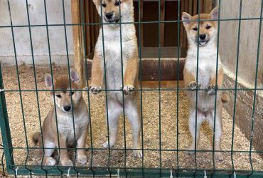Shiba inu puppies from top parents