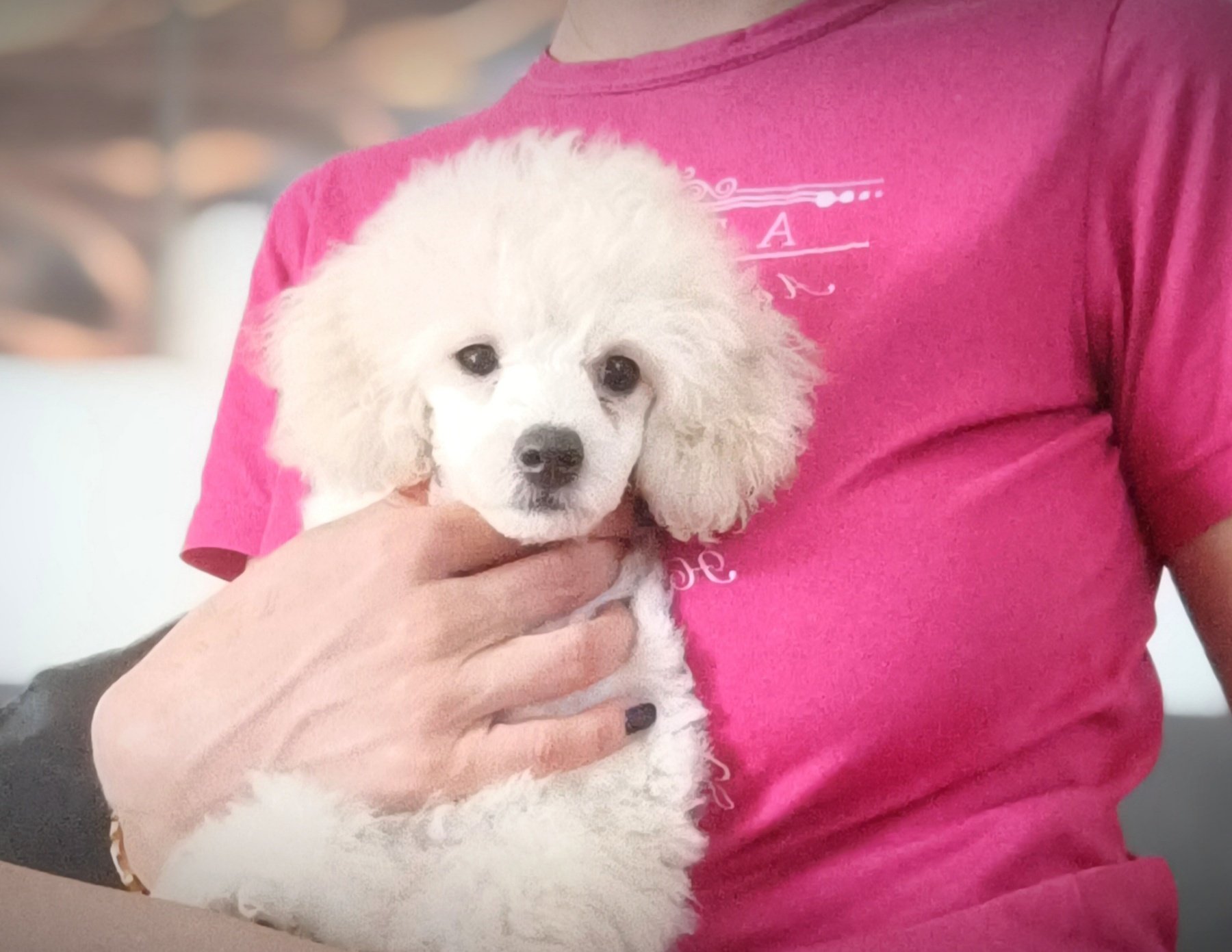 Top poodle puppies
