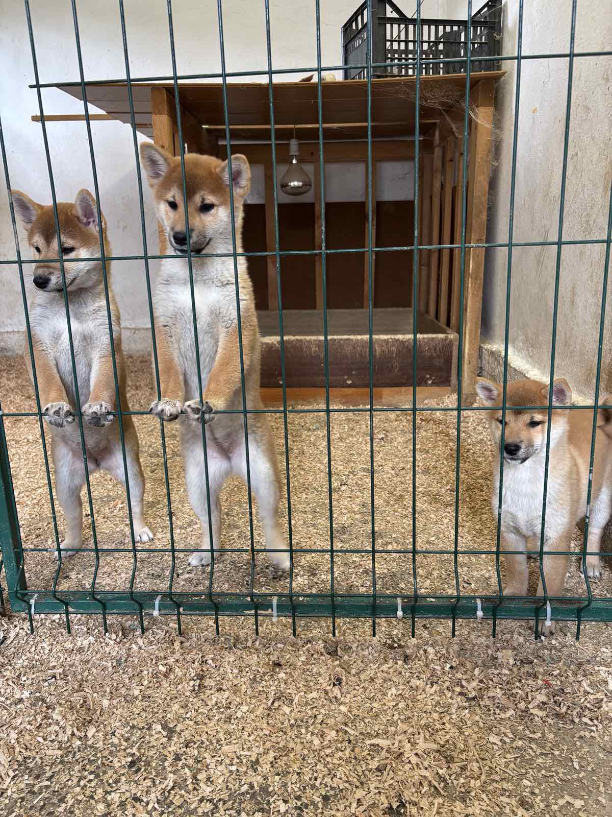 Shiba inu puppies from top parents