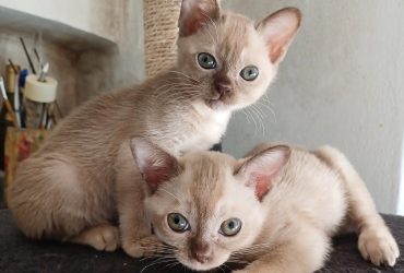Gattini Burmesi Chocolate Brown