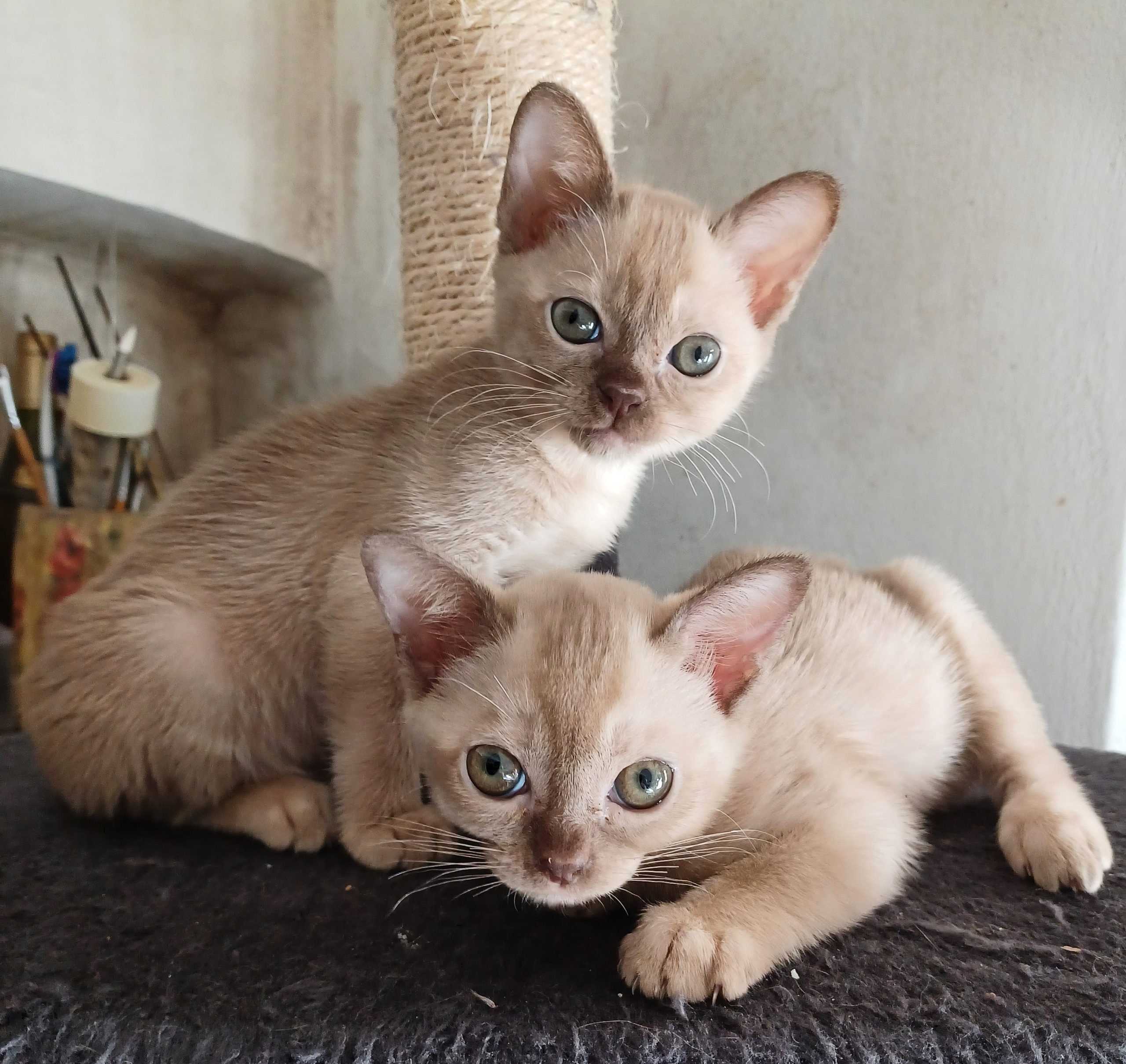 Gattini Burmesi Chocolate Brown