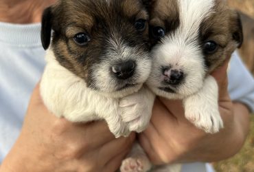 Cuccioli di Jack Russel a pelo lungo