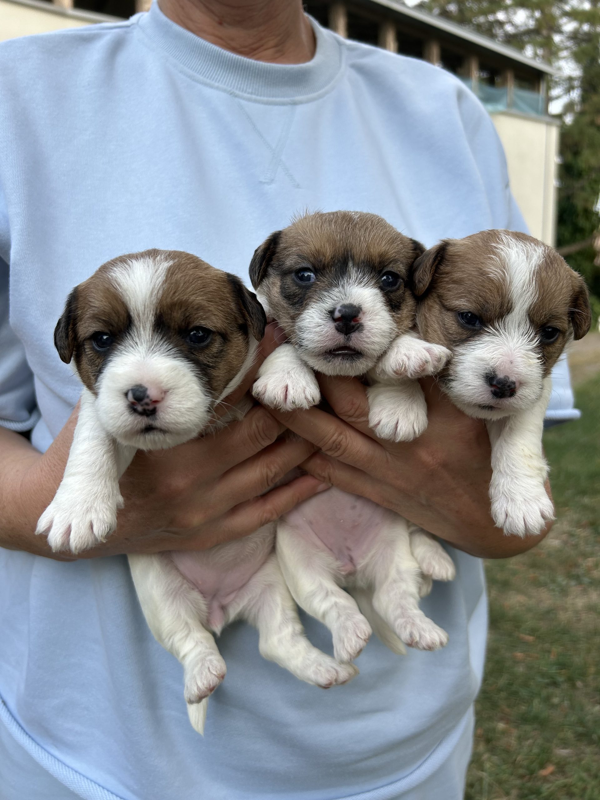 Cuccioli di Jack Russel a pelo lungo