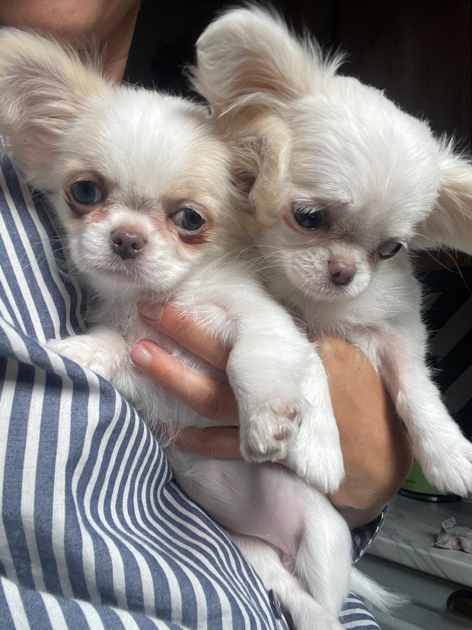 Bellissima femminuccia di Chihuahua – taglia piccola –