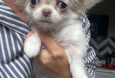 Bellissima femminuccia di Chihuahua – taglia piccola –