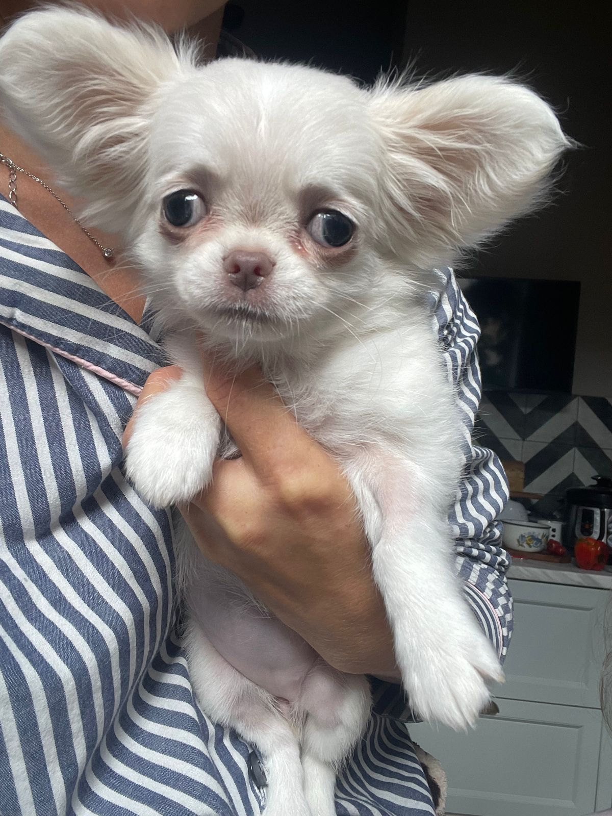 Bellissima femminuccia di Chihuahua – taglia piccola –