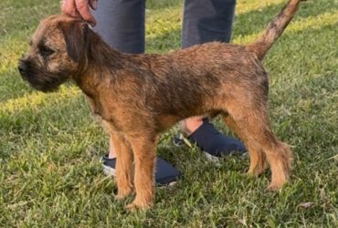 Border terrier cucciolo maschio
