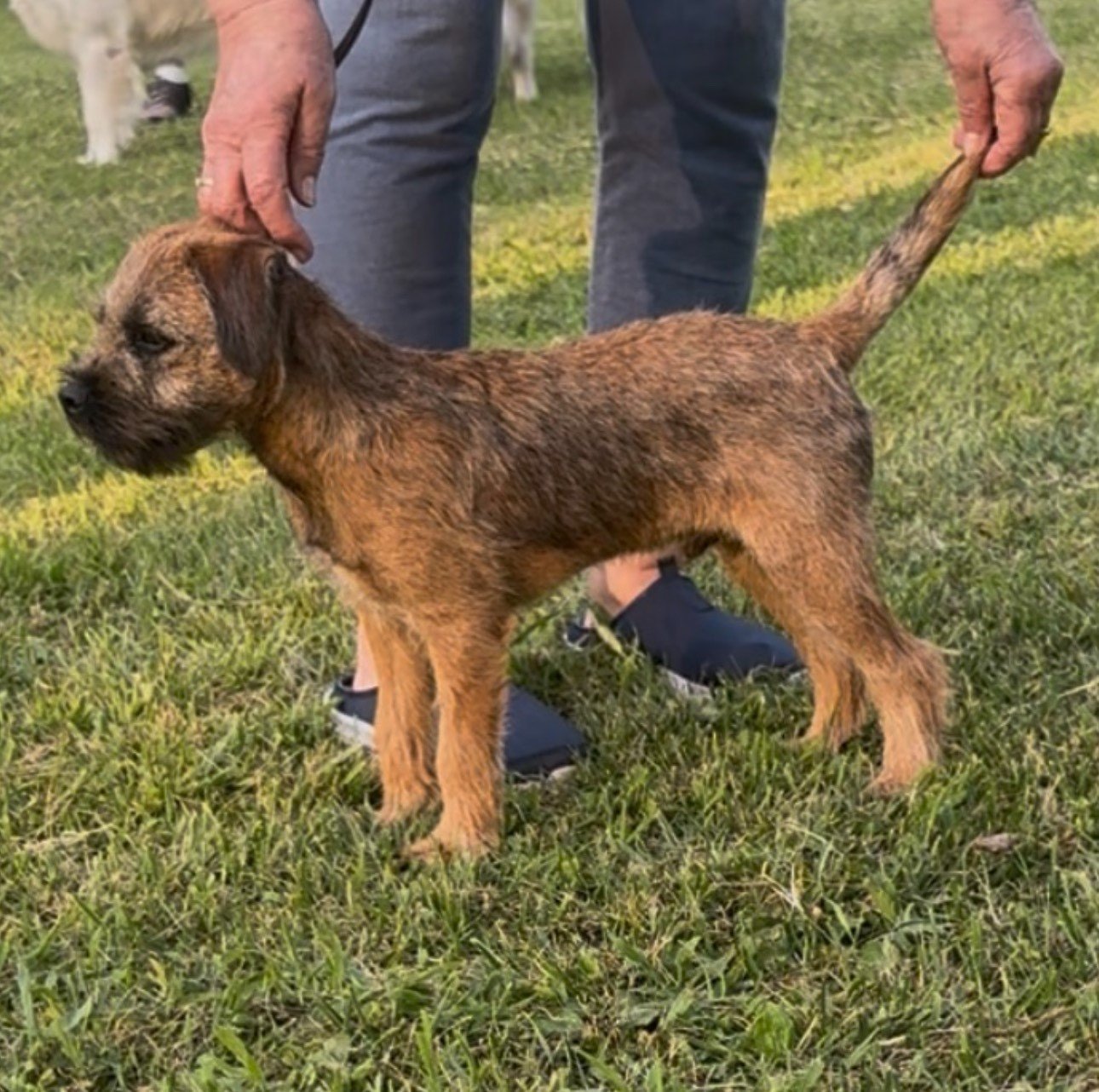 Border terrier cucciolo maschio