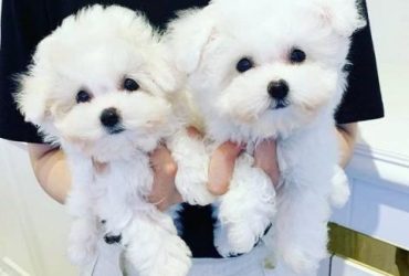 cuccioli maltesi