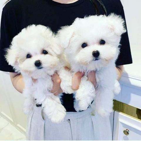 cuccioli maltesi