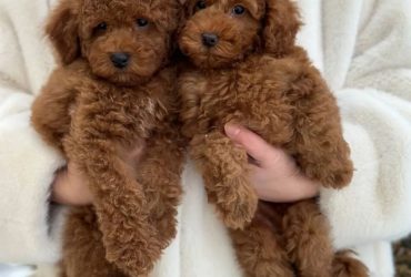 Cuccioli di barboncino toy disponibili