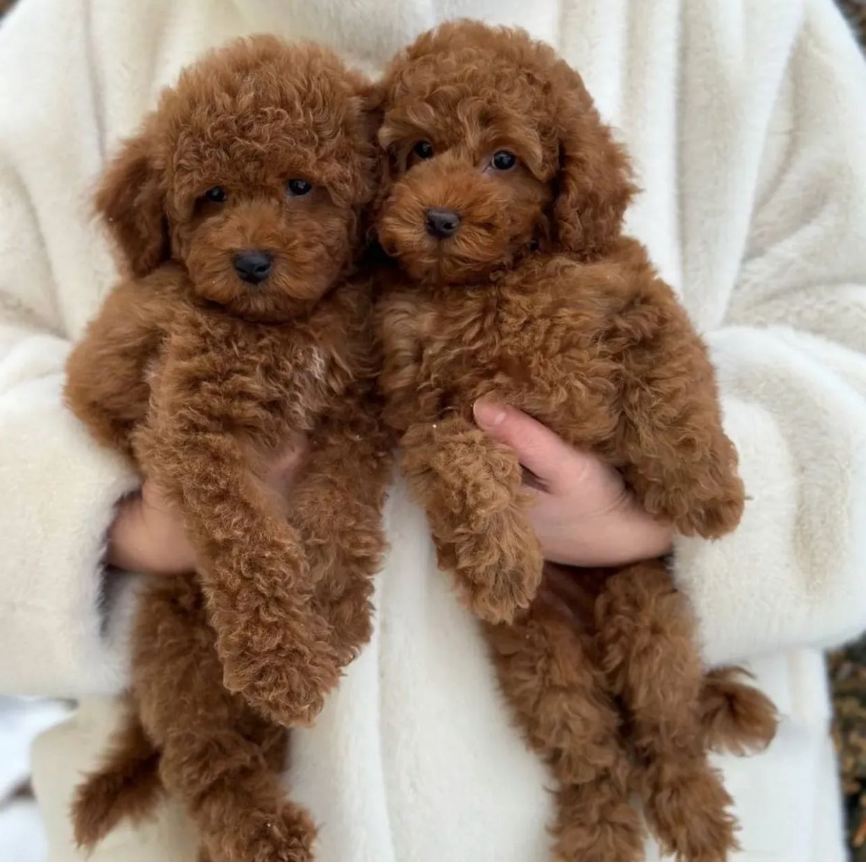 Cuccioli di barboncino toy disponibili