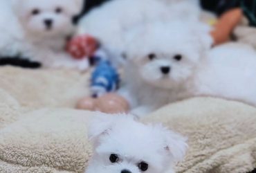 Cuccioli di maltese, barboncino toy e maltipoo