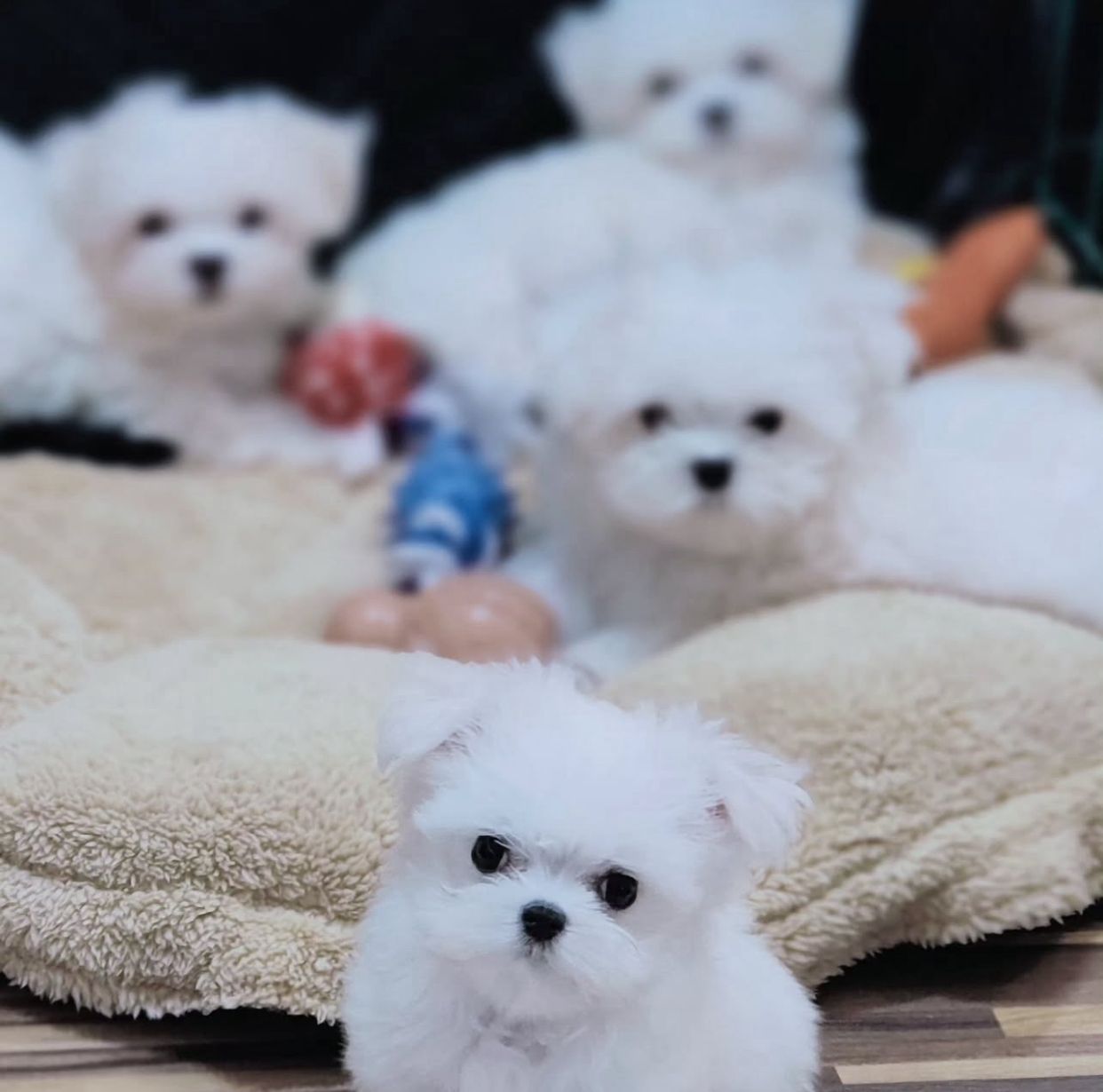 Cuccioli di maltese, barboncino toy e maltipoo