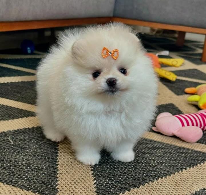 6 cuccioli di Pomerania (di settimane)