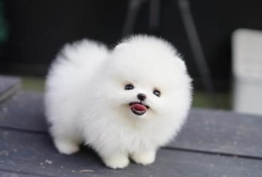 6 cuccioli di Pomerania (di settimane)