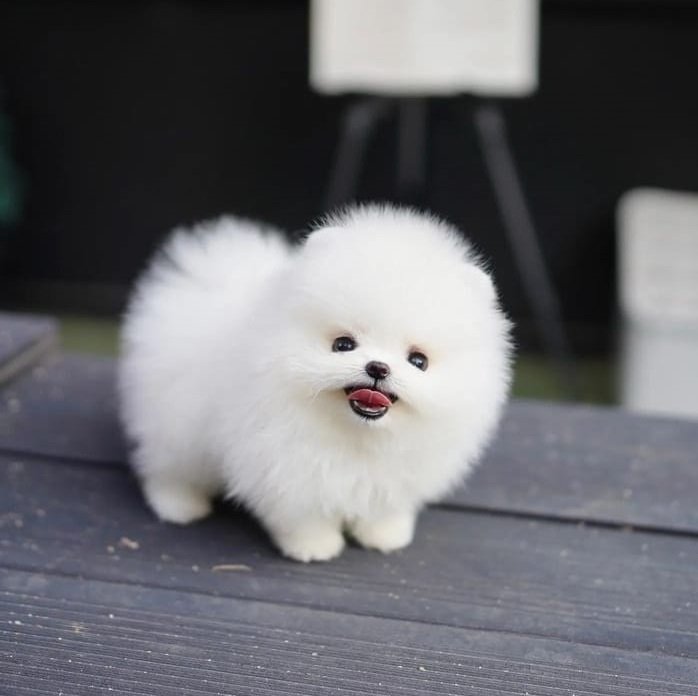 6 cuccioli di Pomerania (di settimane)