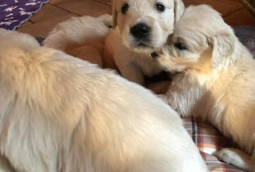 Golden retriever cuccioli