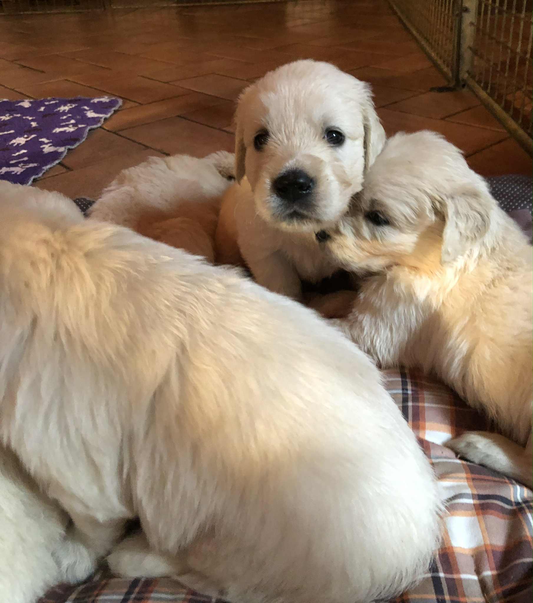 Golden retriever cuccioli