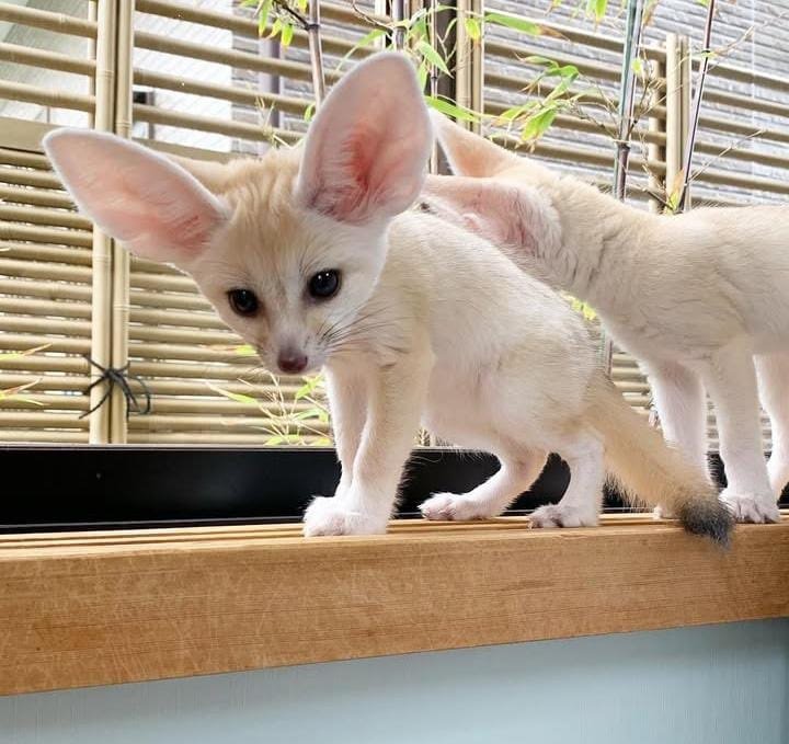 6 Fennec (di poche settimane)