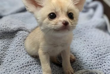 6 Fennec (di poche settimane)
