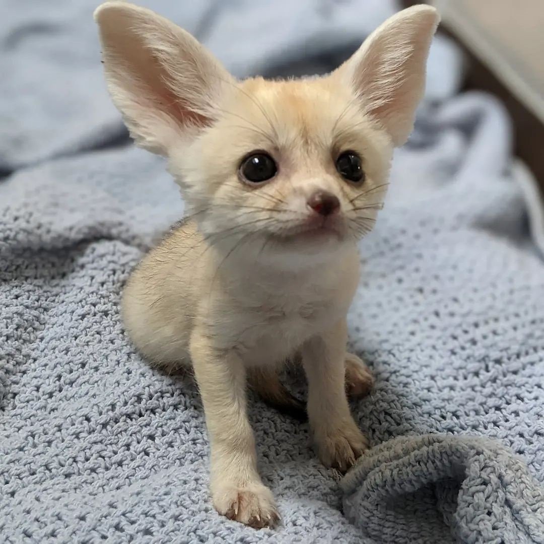 6 Fennec (di poche settimane)