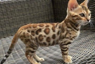 Gattino bengalese in adozione gratuita.
