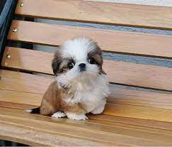 Grazioso cucciolo di Shih Tzu in cerca di adozione.