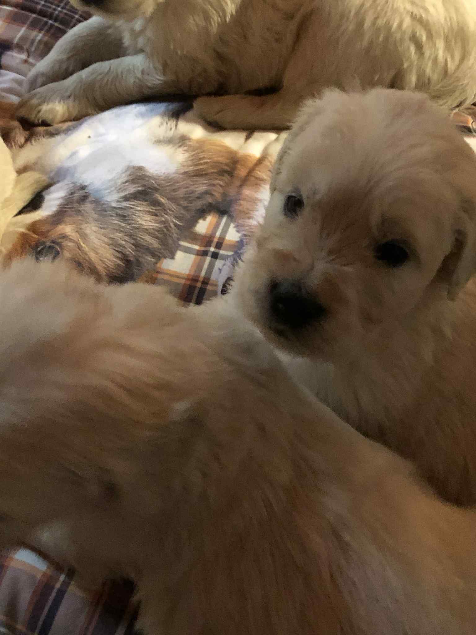 Golden retriever cuccioli